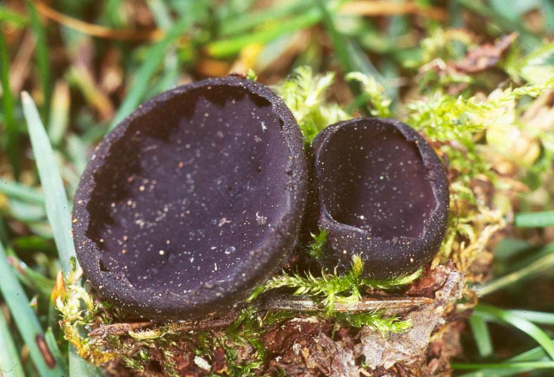 Plectania milleri